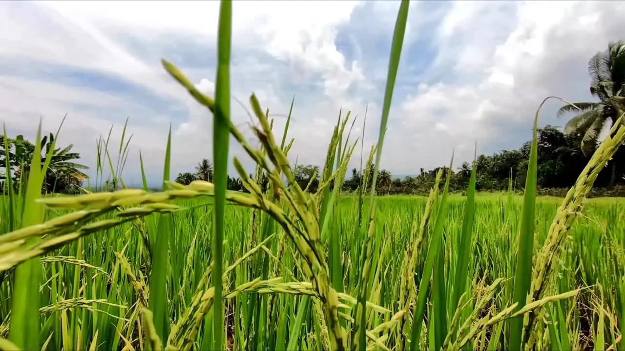 rice fields with mating insects