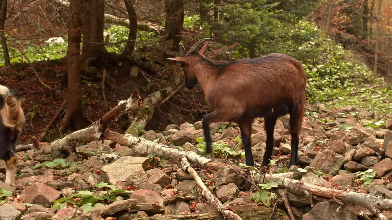 Brown mountain goat standing up and looking at camera in carpathian mountains