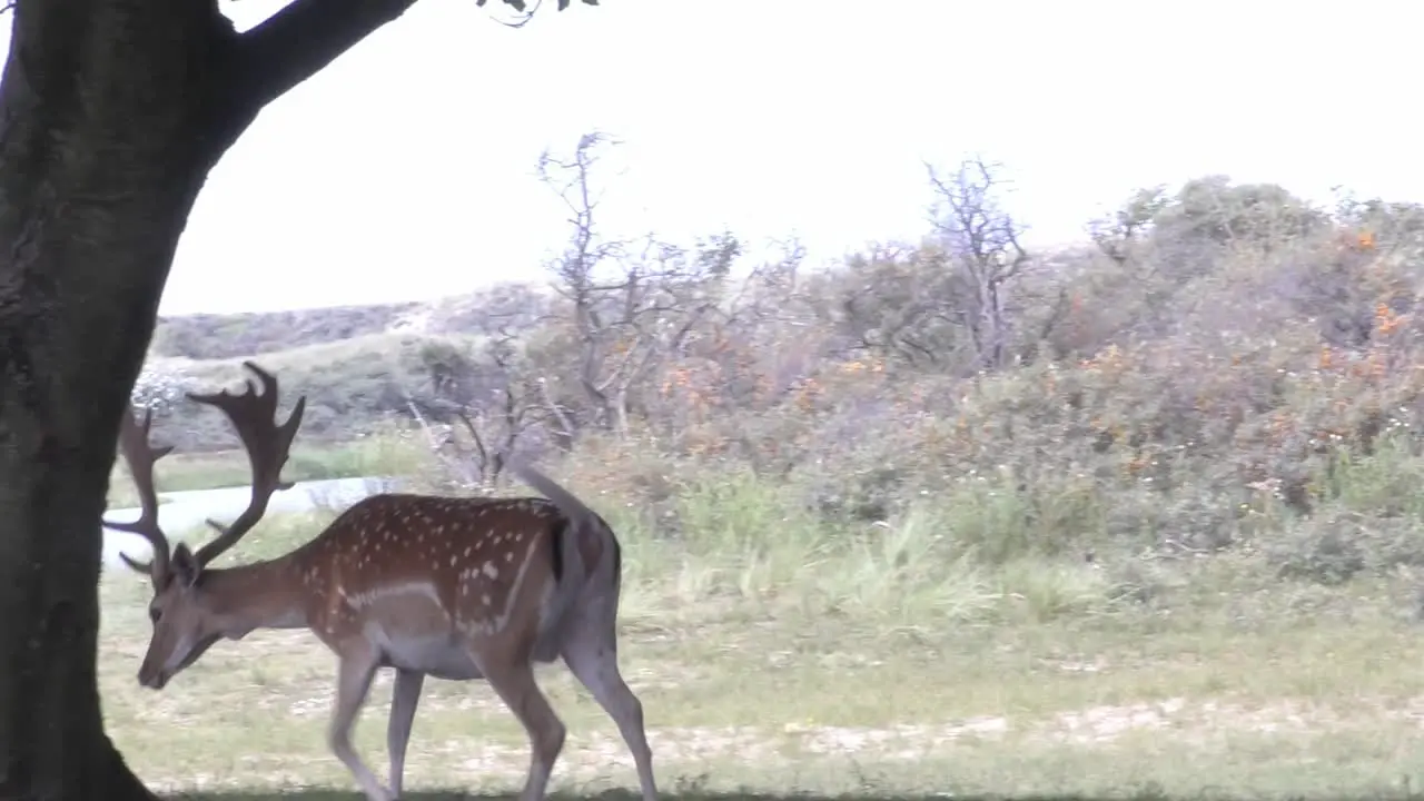 walking deer in Dutch nature