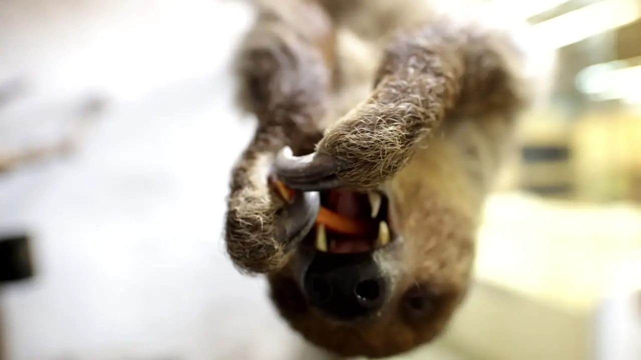 Adorable sloth close up eating a snack