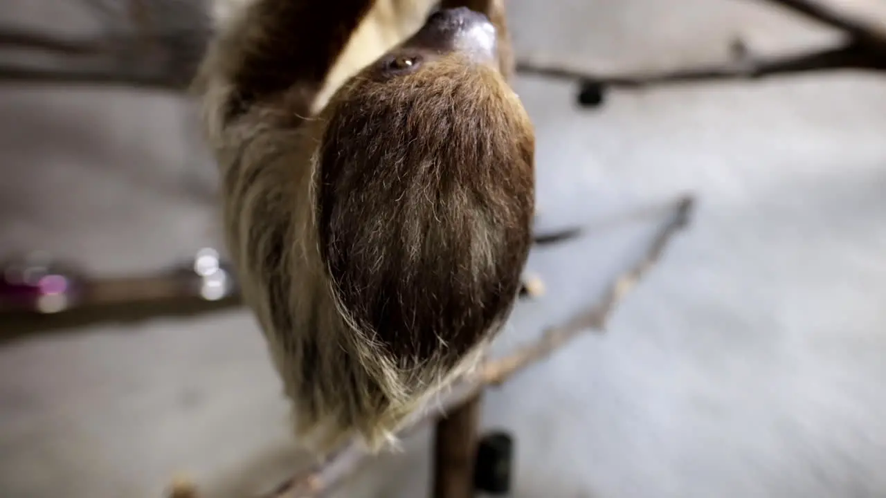 Upside down sloth in tree slow motion