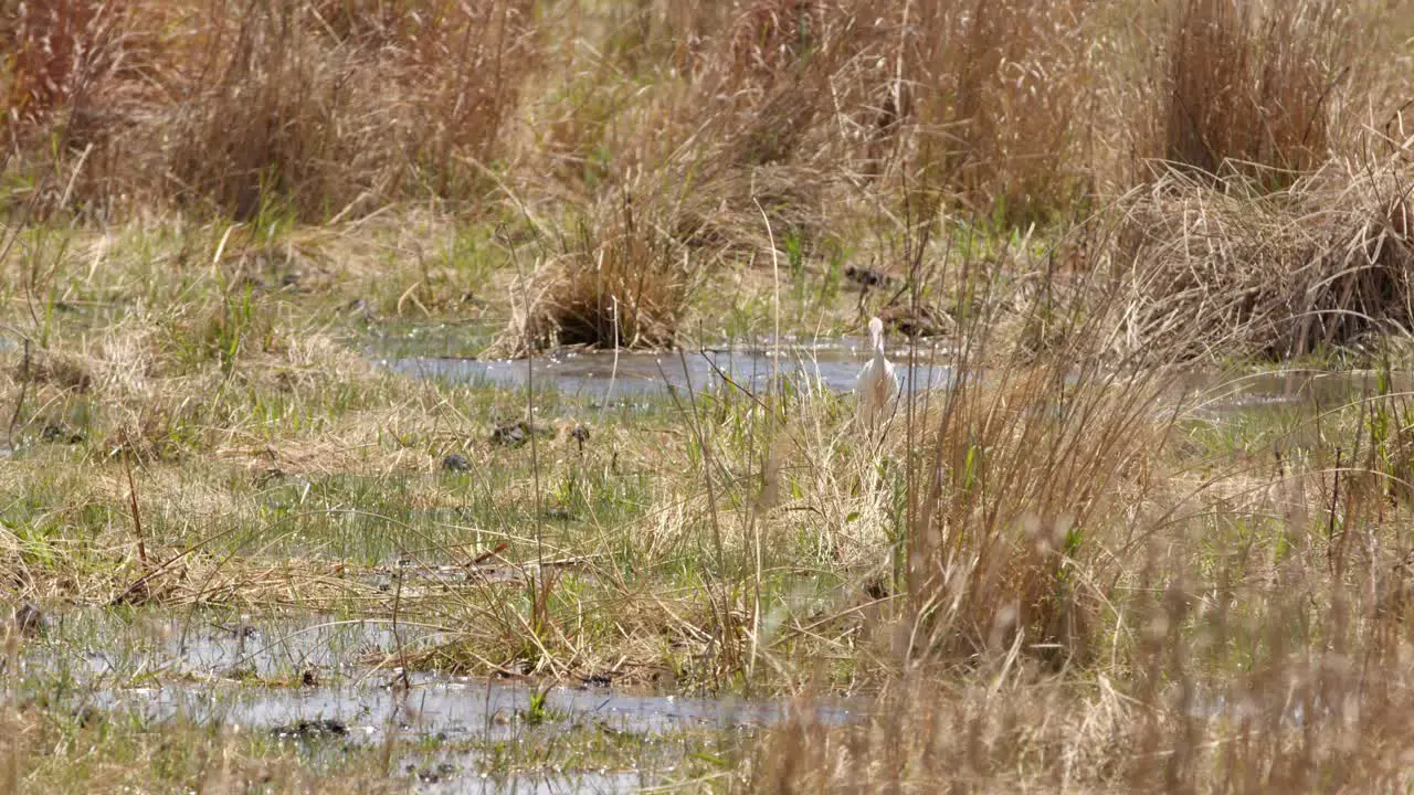 cattle egret is seen near the river