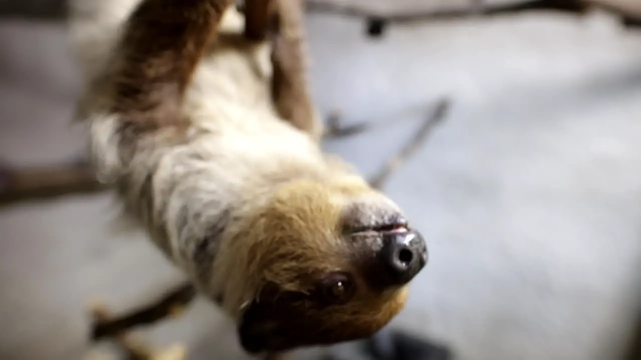 Sloth close up animal eating slow motion upside down