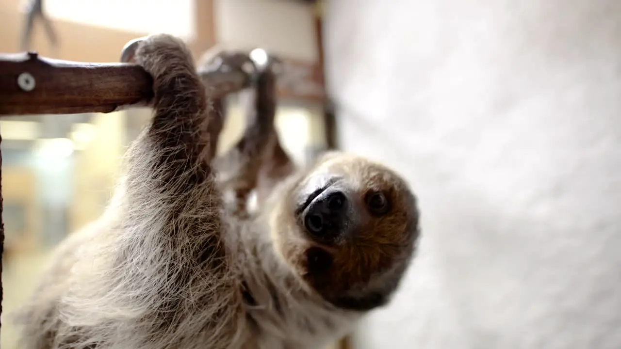 Two toed sloth on branch looking at camera