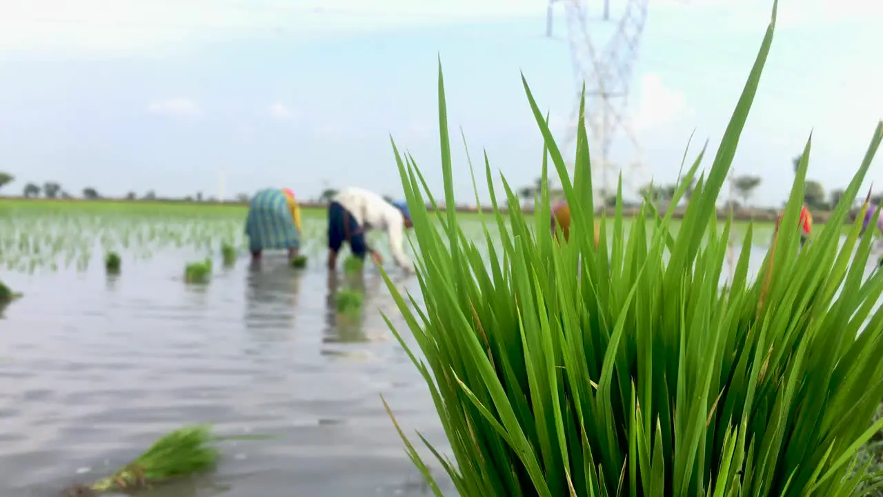 Women Busy in planting paddy seedlings