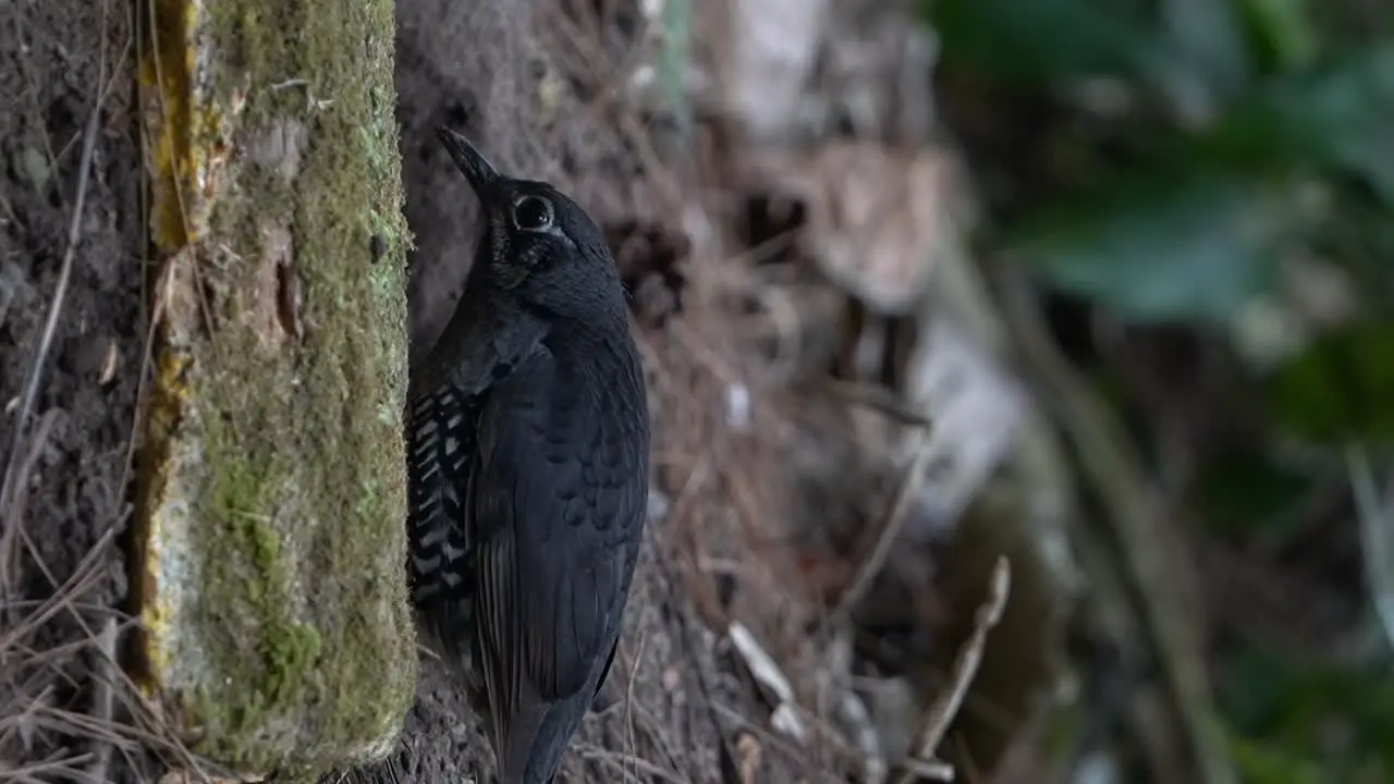 a zoothera andromedae bird was in the bushes looking for food