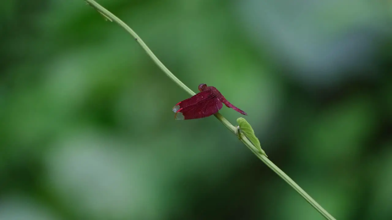 A stem moving with the wind as it also moves its head around Grasshawk Dragonfly Neurothemis fluctuans Kaeng Krachan National Park Thailand