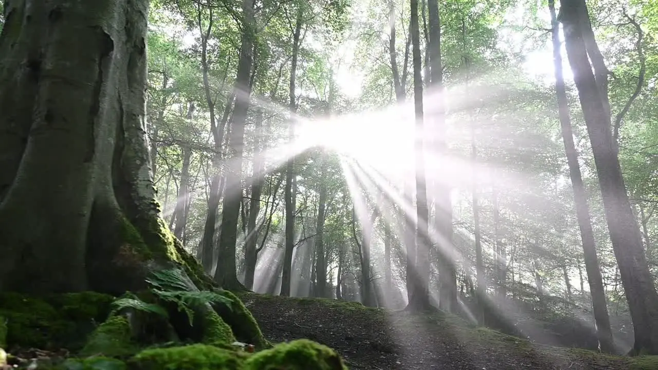 Pan shot of holy sunrise with bright sun rays shining between branches of forest trees in autumn Idyllic nature with plants moss and foliage