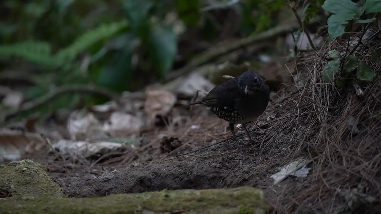 a zoothera andromedae bird is eating caterpillars in the bushes