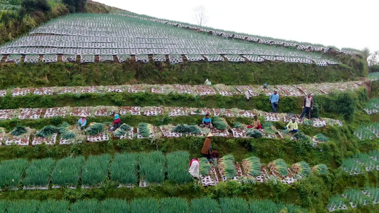 Farmers harvest green onions in field plantation near Magelang Indonesia