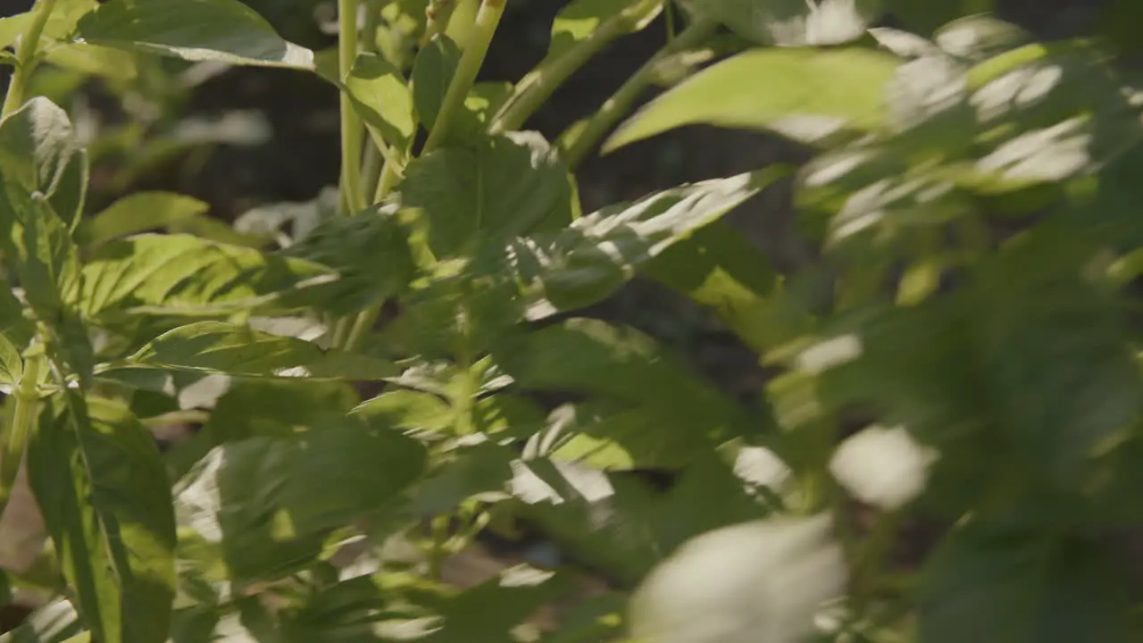 Close up shot of basil plants with a hand coming into frame a pulling basil off