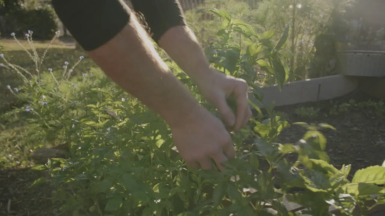 Wide footage of basil plants being harvested in the golden hour sunlight