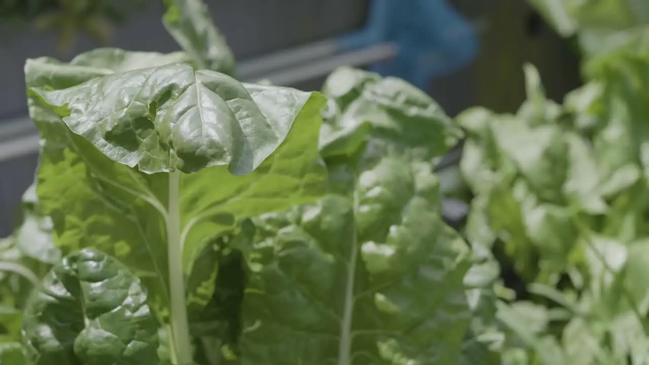 Closeup of spinach leaves in a house garden during sunny day