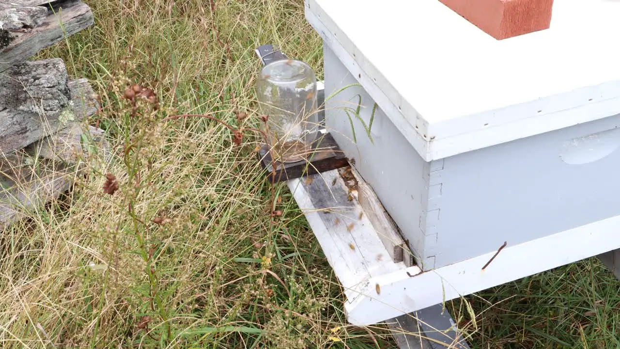 Close up of bees working hard to make honey at the farm