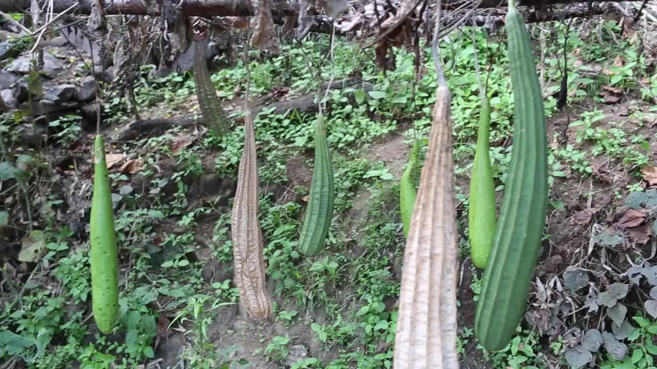 Ridge gourd and bottle gourd in an organic farm