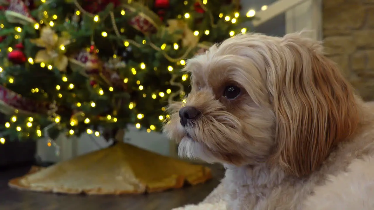 Dog face close up with blurred Christmas tree background