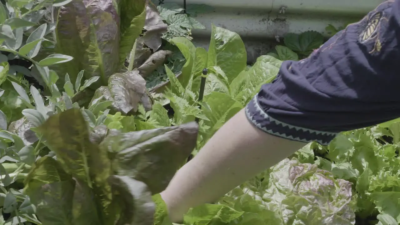 Someone picking a fresh lettuce from the vegetable garden