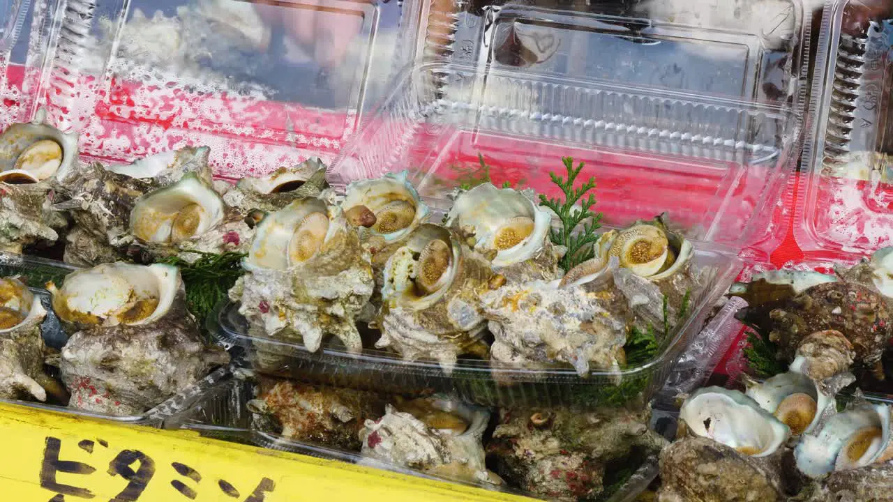 Japanese Turban Shellfish Displayed at a Street Festival