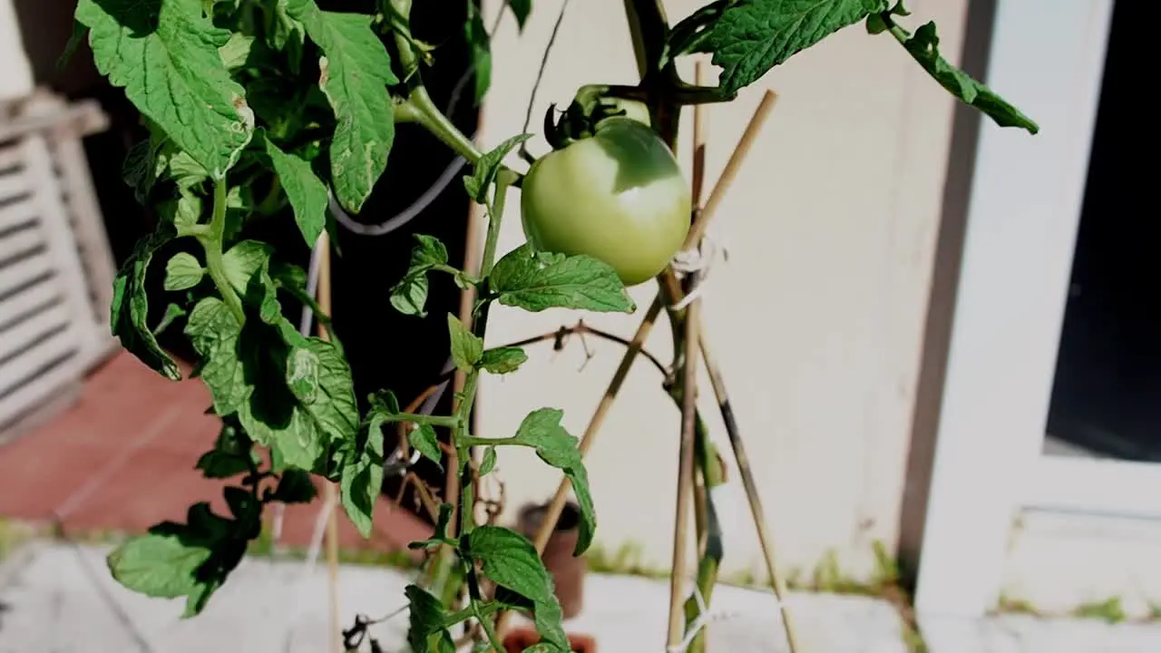 Unripe green tomatoes growing outside