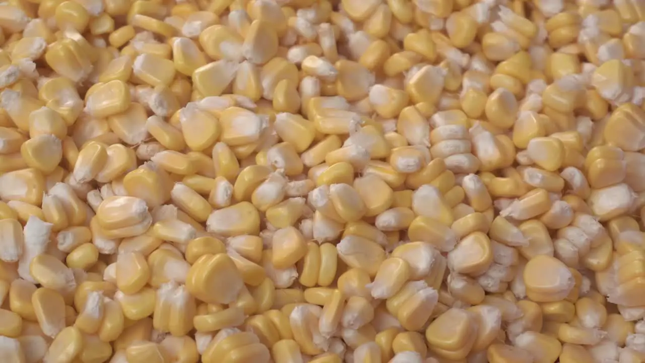 Maize or corn has become a staple food in many parts of the world