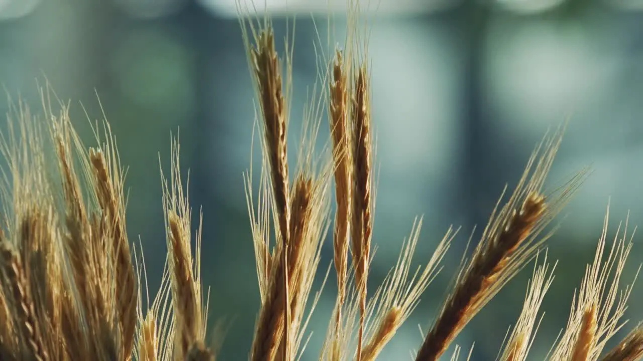 soft wind moves slowly the wheat in a beautiful background