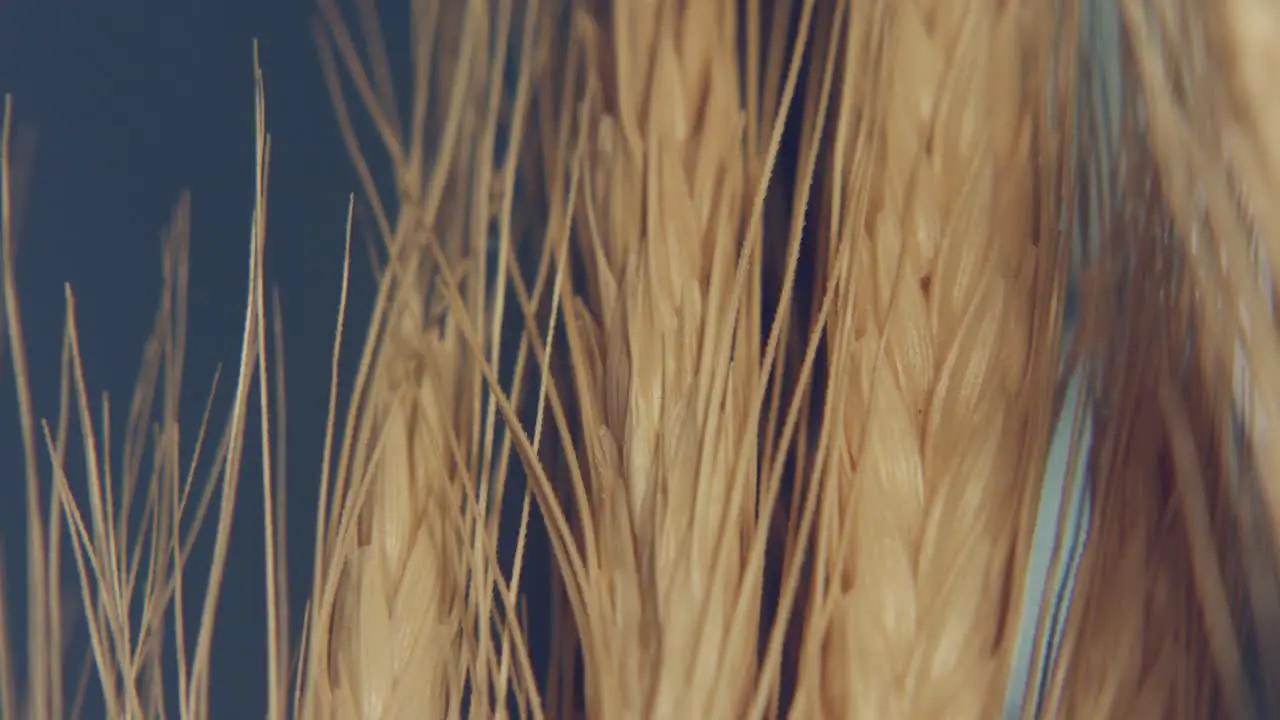 beautiful macro shoot on the wheat field with a light movement