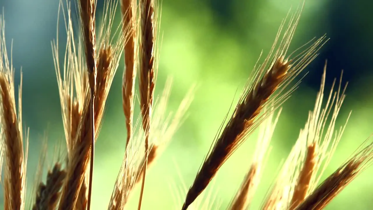 wheat field on a morning light with a beautiful green background