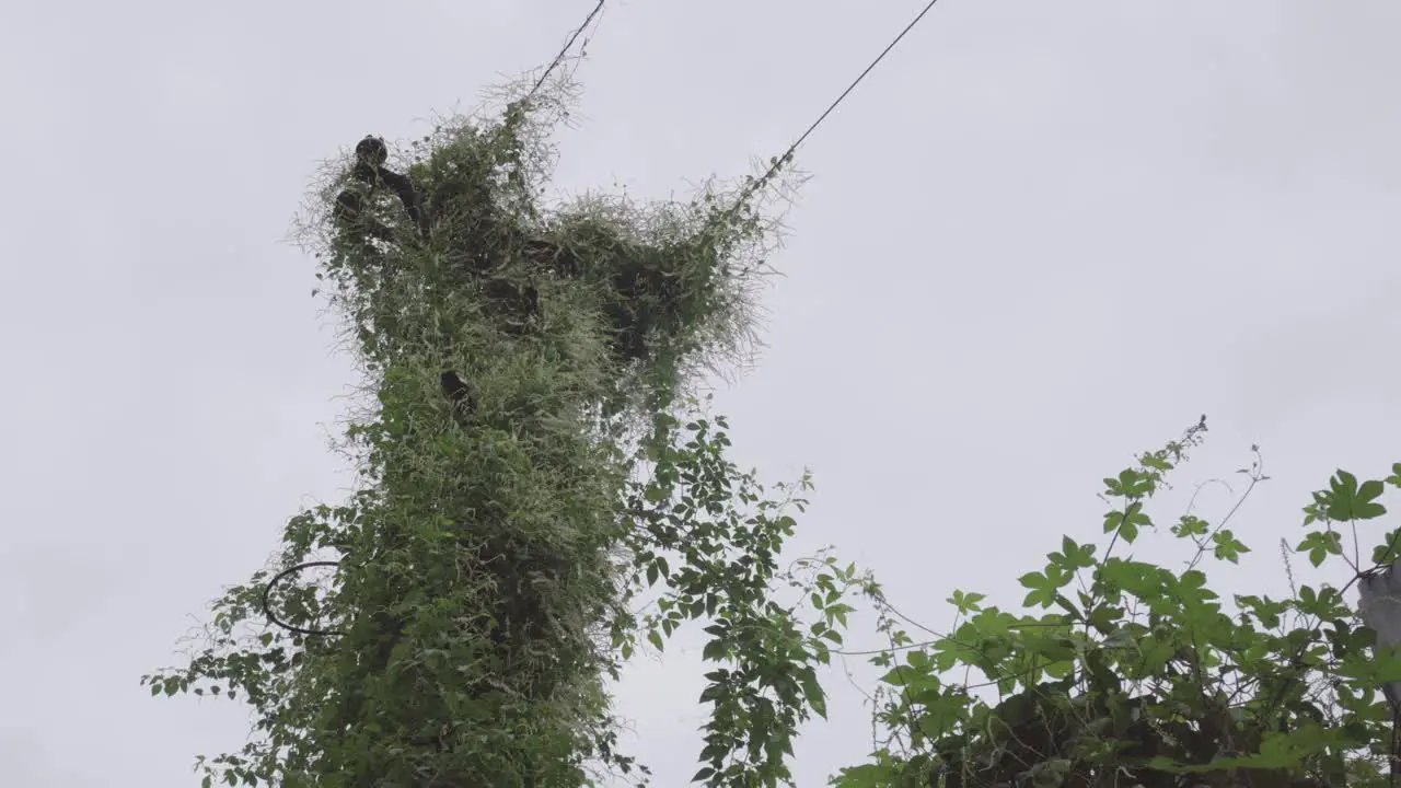 An ancient electric pile crawling with plants