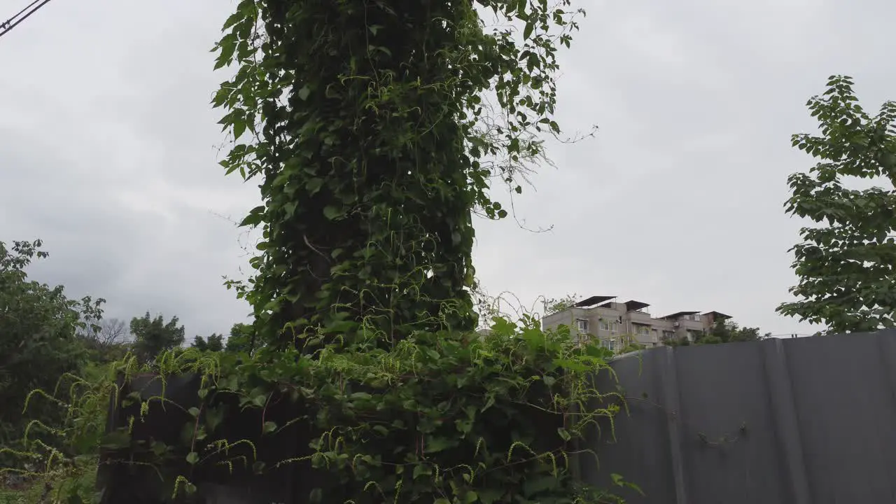 Plants are crawling all over the wire stakes on the wasteland