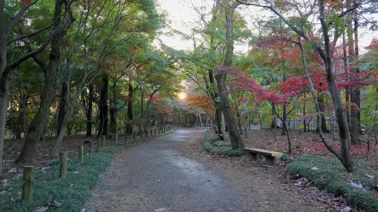 This beautiful park in Tokyo has many maple plants in the autumn evening the sun reflects on its leaves giving an intense experience of peace