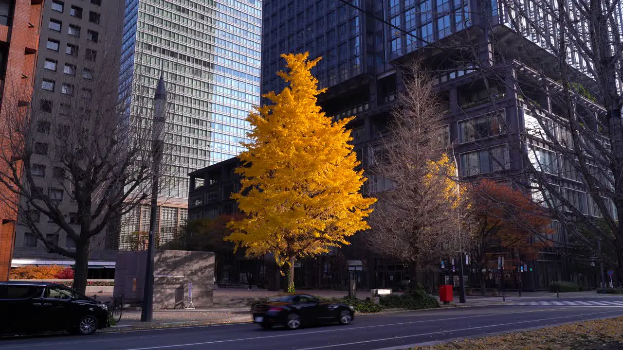 Bright fall foliage tree next to high rise skyscrapers in urban setting