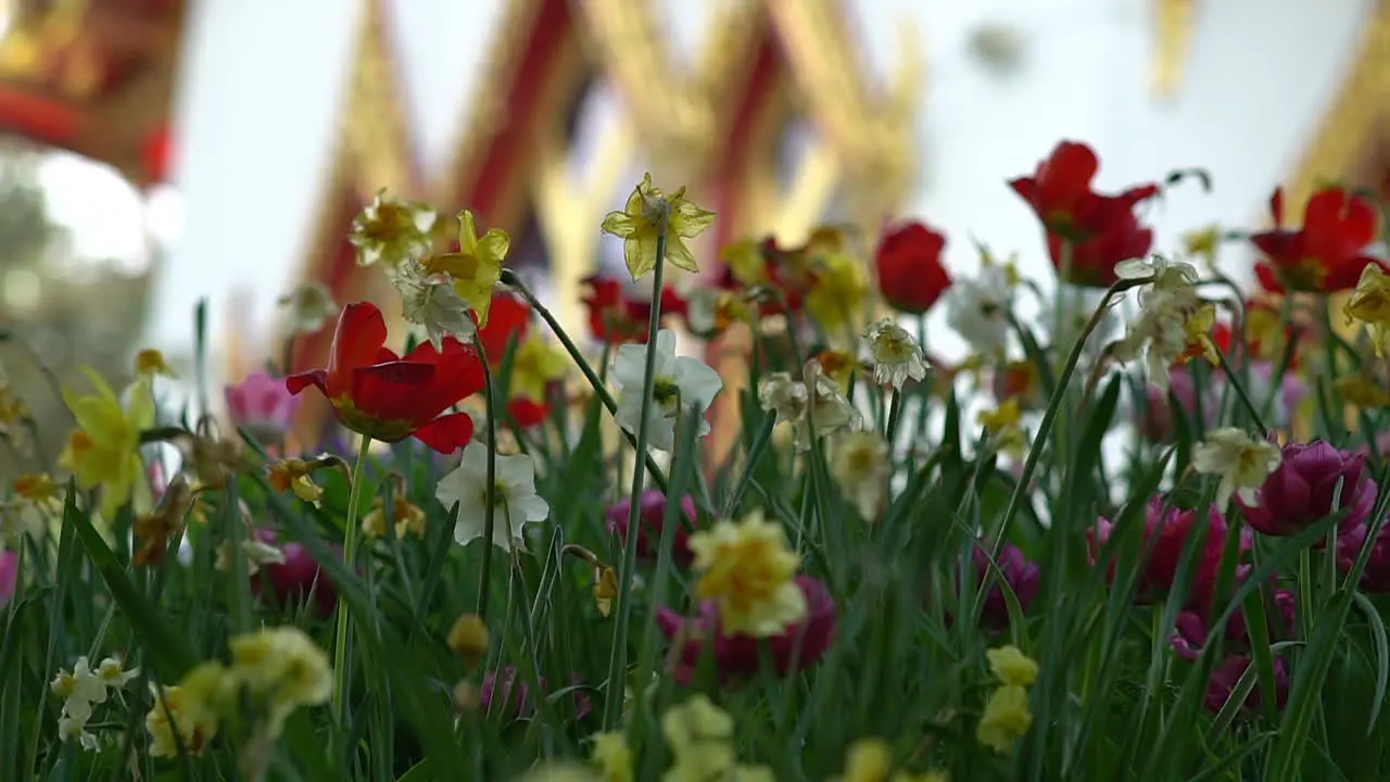 A breeze of wind blowing through a tulip and daffodil flower field and a hidden Thai Buddhist Temple in the background