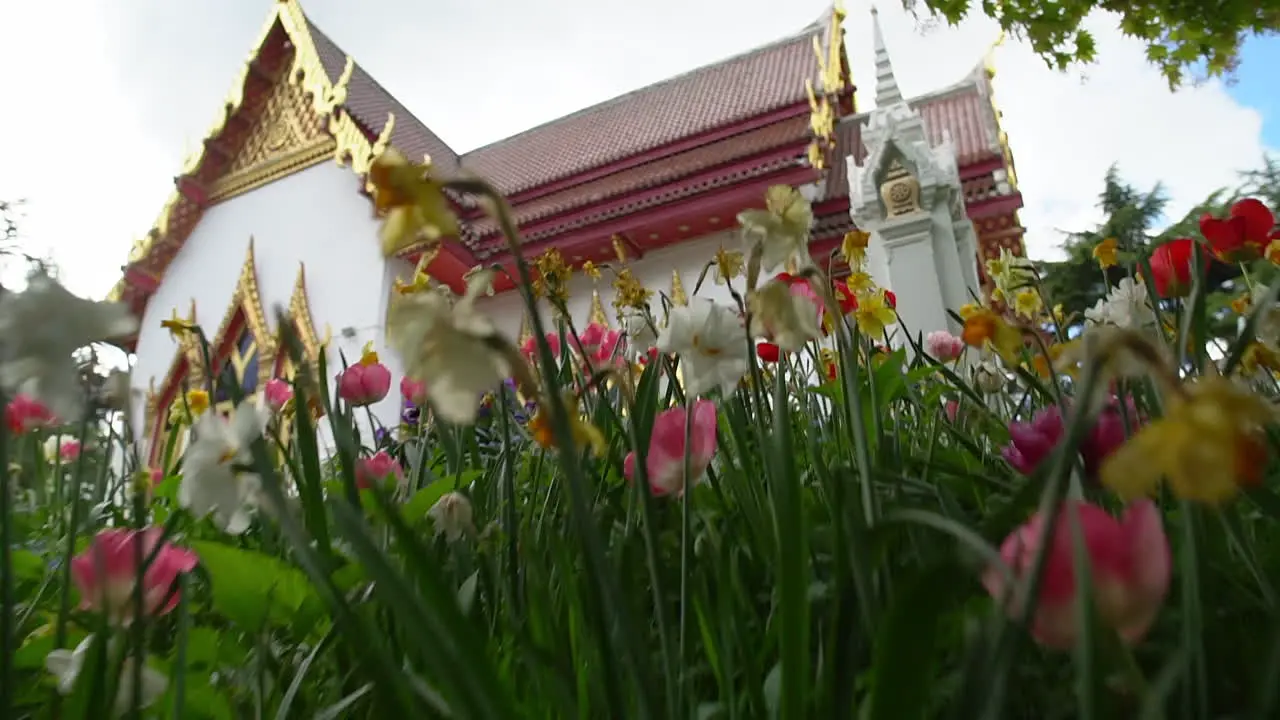 Zoom in through a tulip and daffodil flower field revealing a magnificent view of a hidden Thai Buddhist Temple