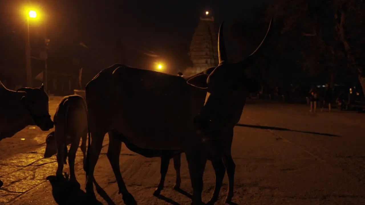 Holy Cows in front of Virupaksha Temple Indian Street at Night