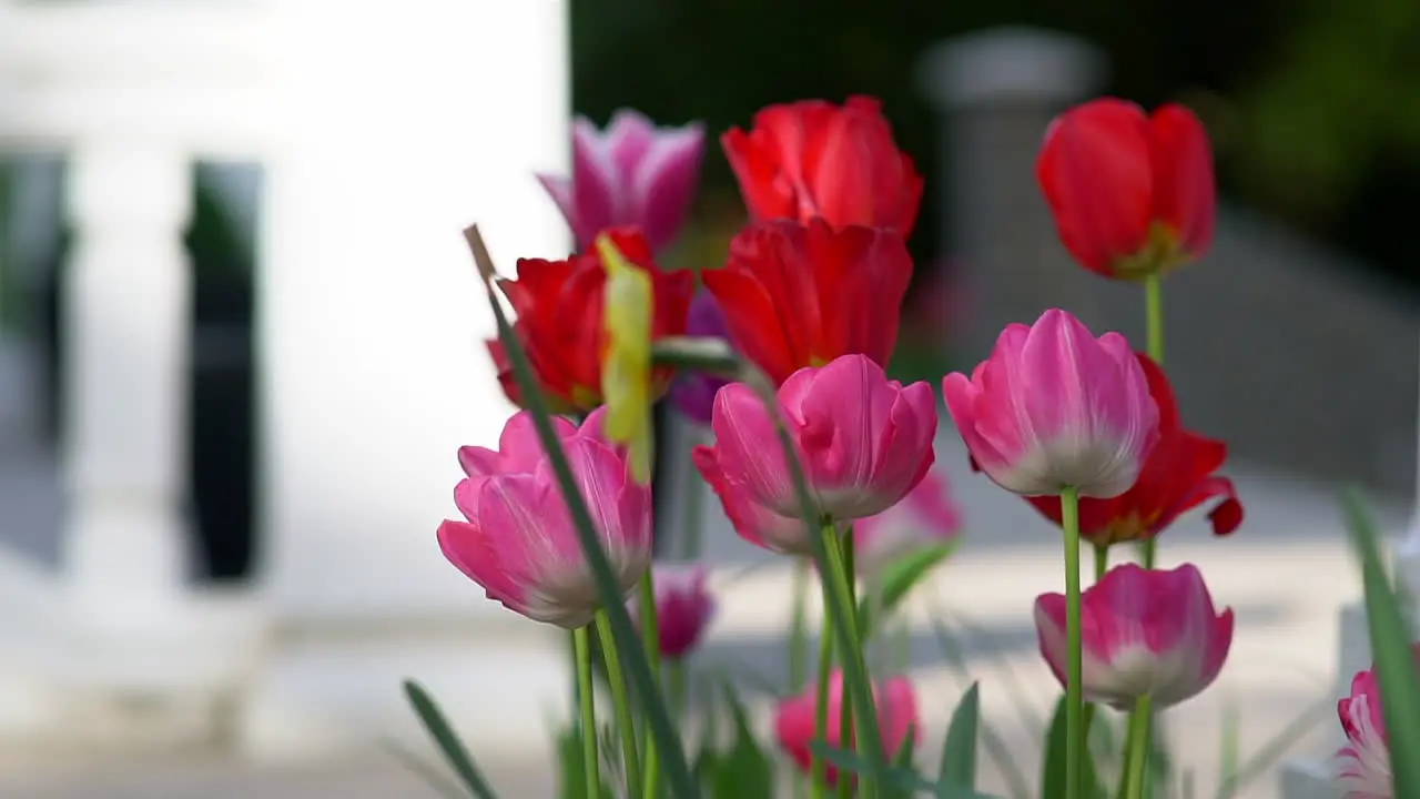 A breeze of wind blowing through some tulips and daffodil in the garden of a hidden Thai Buddhist Temple