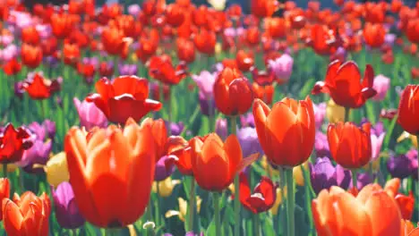 Red tulip flowering on flower bed Close up colorful tulip flower bed in garden