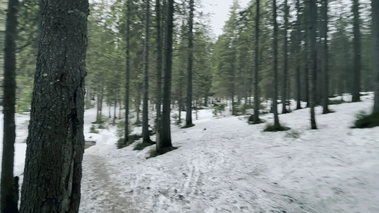 Camino Al Arroyo Del Bosque Camino Natural En El Bosque Con Nieve Derretida Y Arroyo Rápido