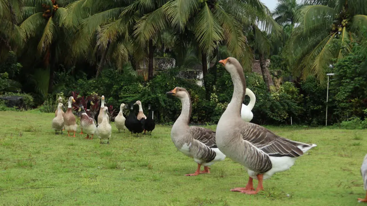 goose ducks and swans in the enviroment