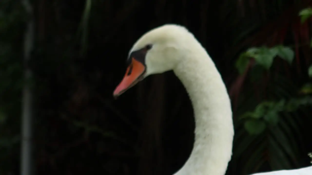 close up to a beautiful swan face