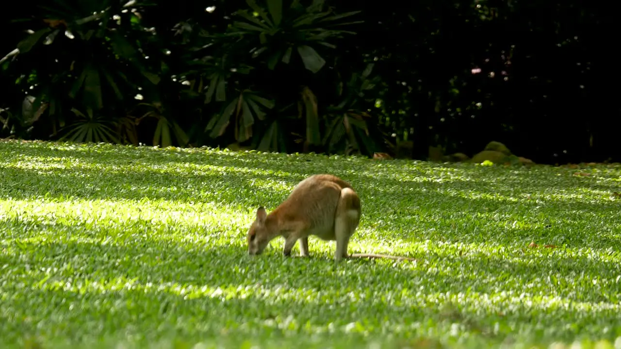 wallabie eating grass kangaroo eating grass wallabie family kangaroo family