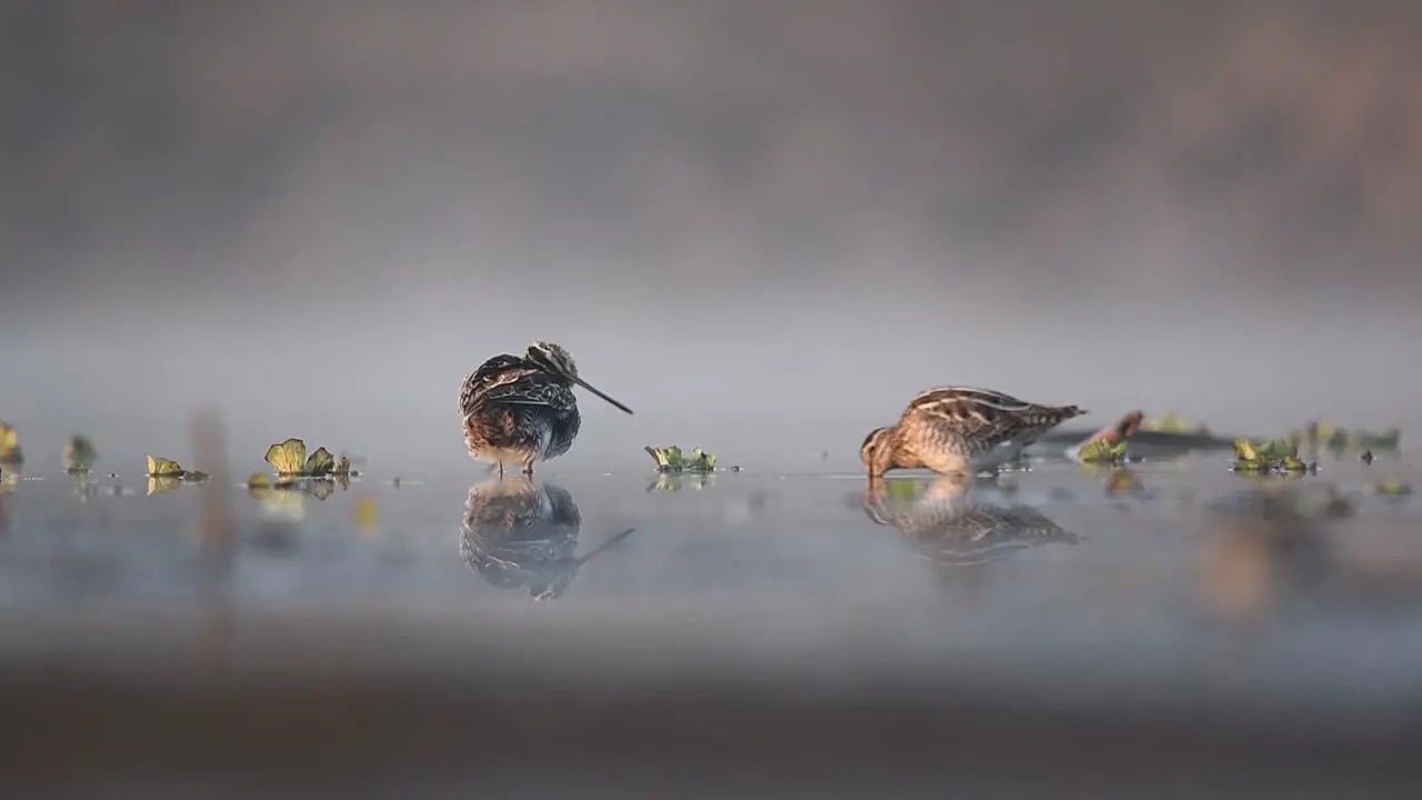 Common Snipe In The Search For Food In The Shallow Water Gallinago Gallinago