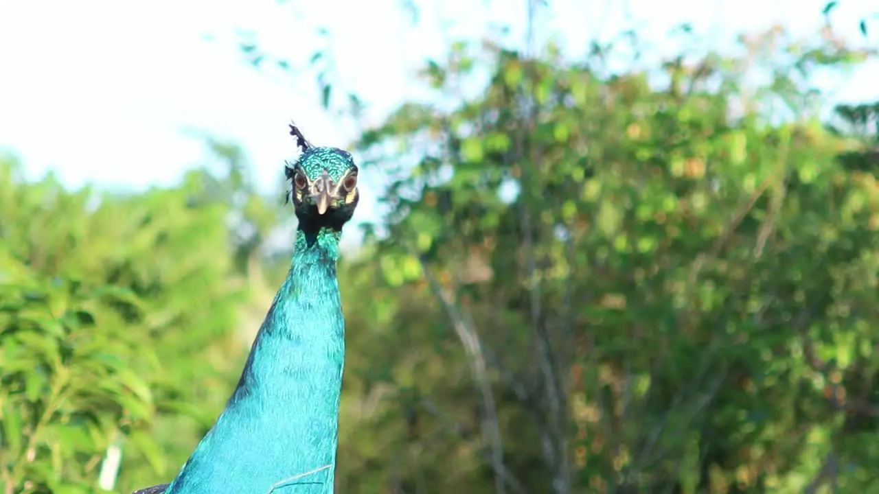 Indian peafowl Blue close up video wild life animal bird