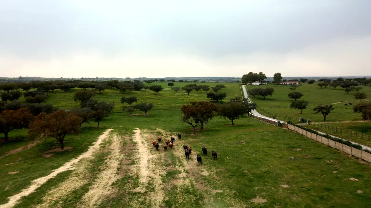 4K Drone footage of a cattle of bulls running in the field