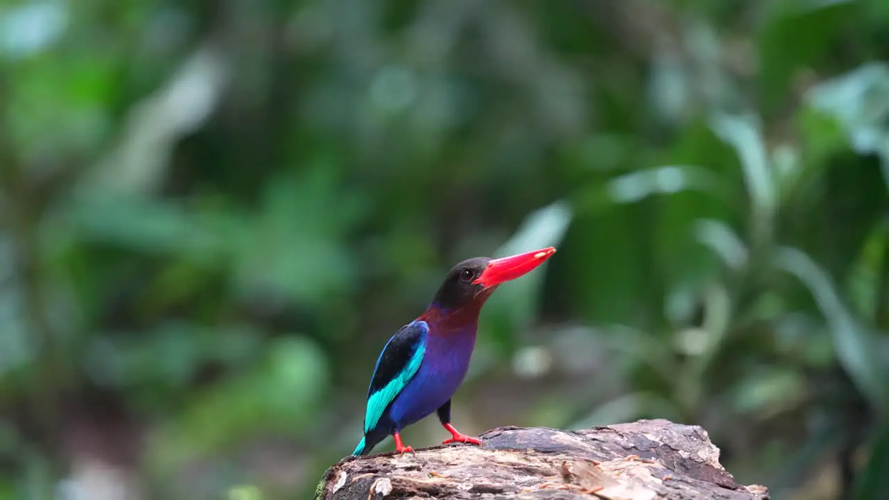 a Javan kingfisher bird standing on a log is eating greedily