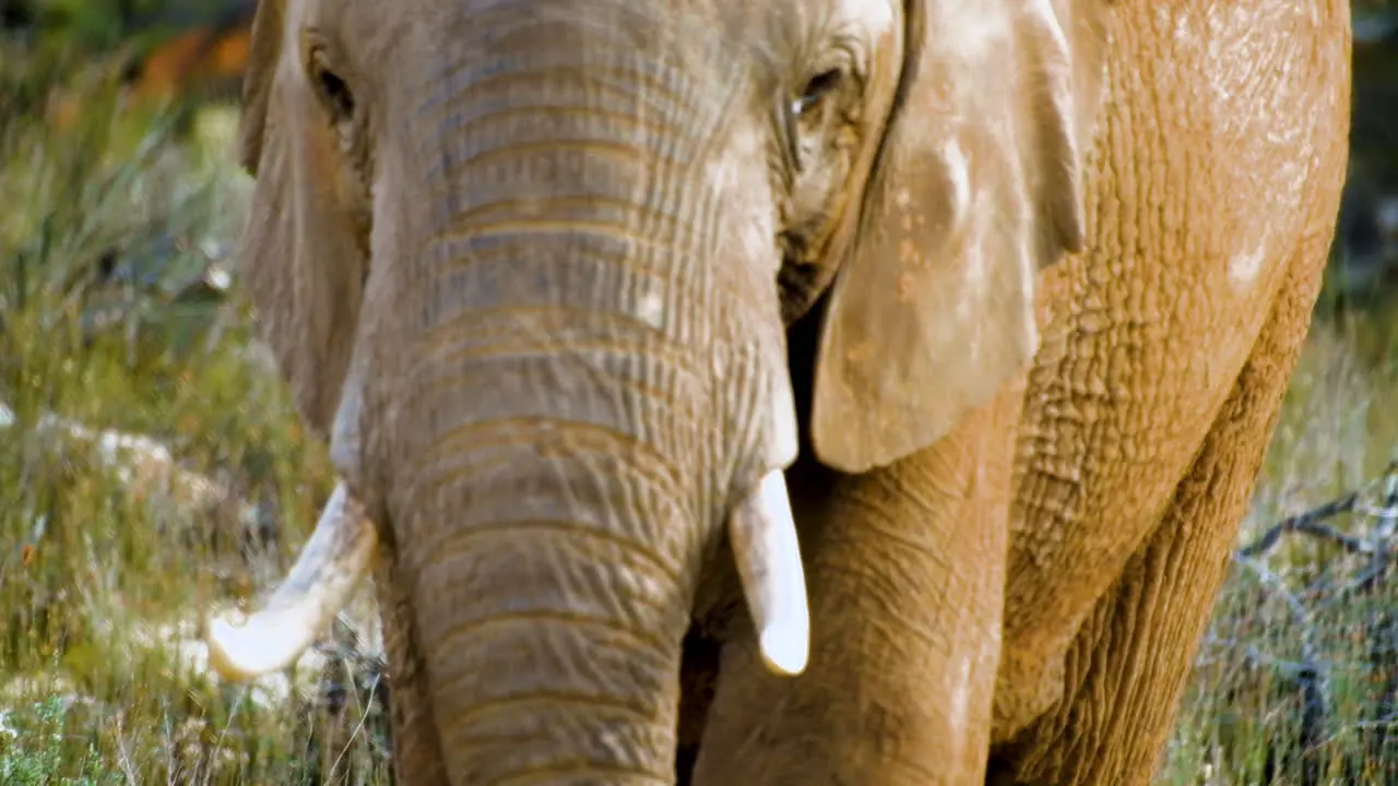 Extreme close-up of African elephant with short tusks walking towards camera