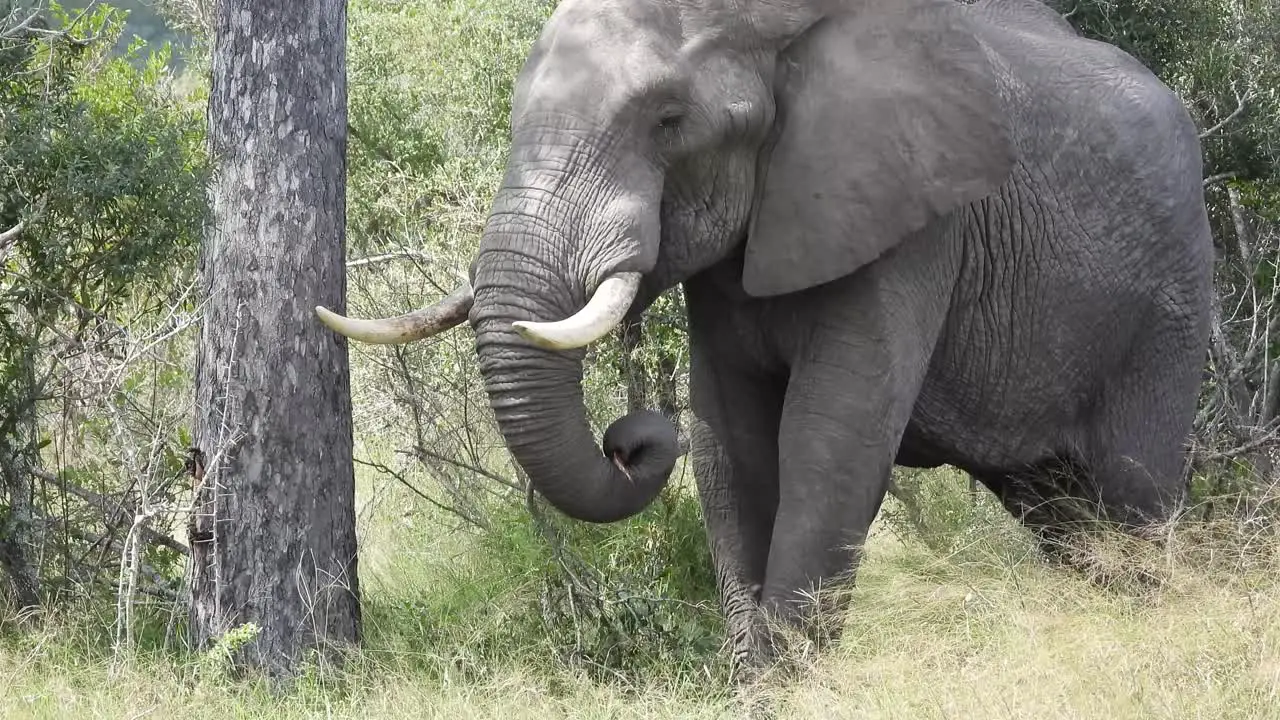 Elephant bull with ivory tusks standing relaxed in tree shade Africa wildlife