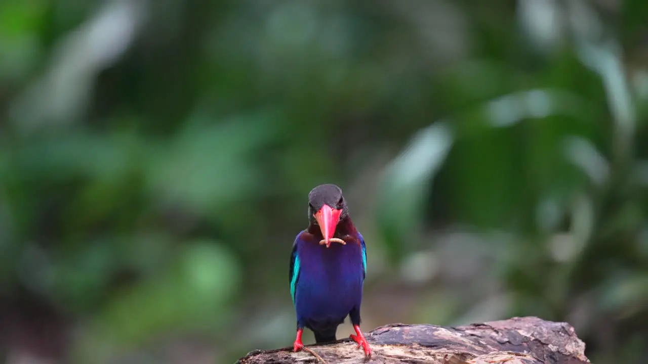 a beautiful blue feathered Javan kingfisher bird with a red beak is eating small caterpillars