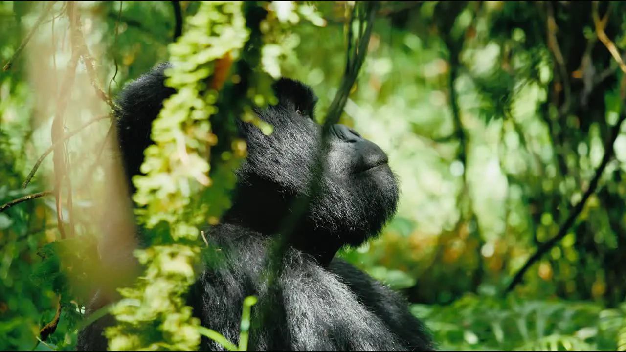 Tight profile shot of male mountain gorilla sitting in tropical forest