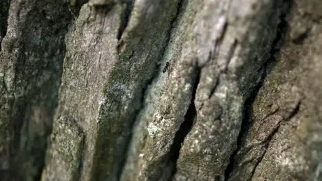 Black ant crawling along dark bark of tree in forest ant creeping on tree bark