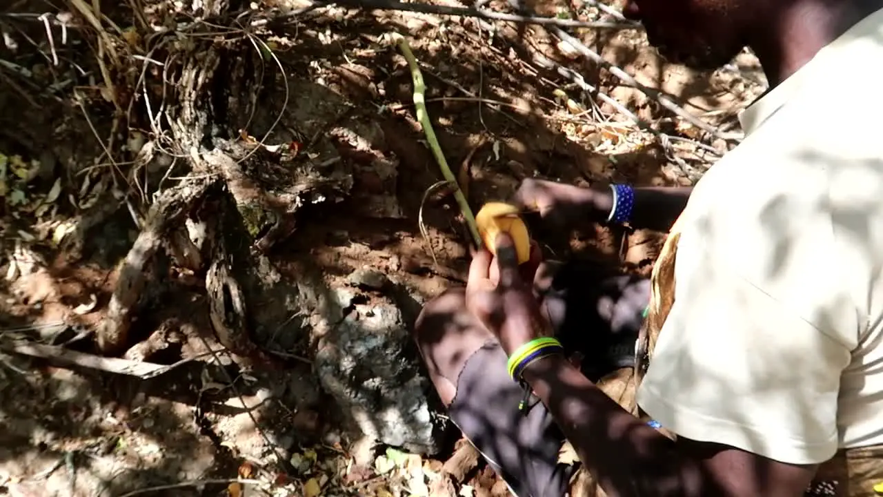 Baobab root from the tree being cut and eaten by an indigenous man